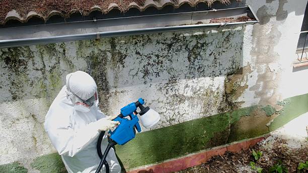 Top rated local Mold Remediation specialists in Springfield, MI
